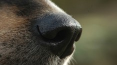 Cancer detection secret could lie in dogs nose