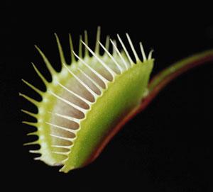 Robot Venus flytrap