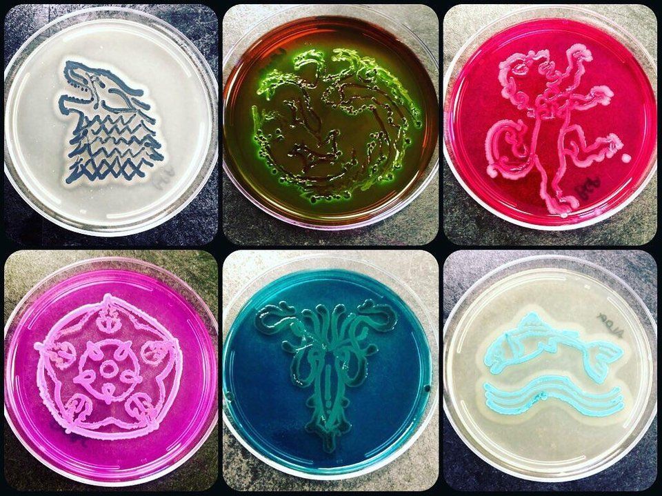 Microbiologist Draws Game Of Thrones House Sigils Using Bacteria